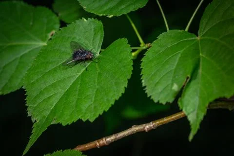 Fly on the leaves in the forest Stock Photos