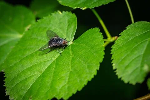 Fly on the leaves in the forest Stock Photos
