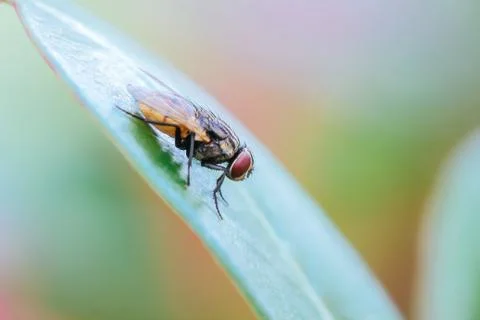 Fly on the leaves. Stock Photos