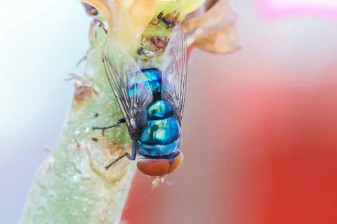 Fly on the leaves. Stock Photos