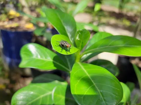 Fly at leaves Foto stock
