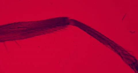 Fly leg under a microscope with floating bacteria under red filter Stock Footage 189147491