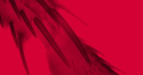 Fly leg under a microscope with floating bacteria with red filter Stock Footage 189282757