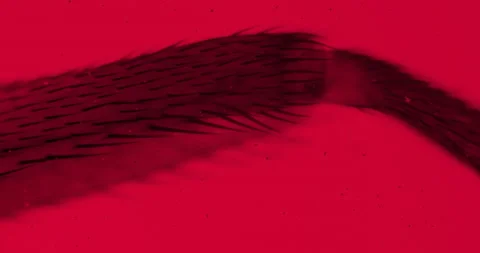 Fly leg under a microscope with living organisms. Thriller red filter Stock Footage 189183656
