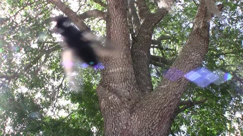 Fly On Lens Stock Footage 154922173