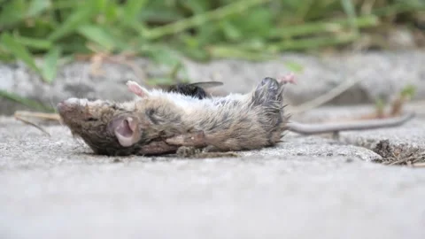 Fly Licks Around Dead Mouse's Body, Doom Day Stock Footage 139453054