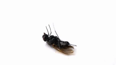 Fly lies on a white surface isolated and dies. Dying insect. Stock Footage 113951464