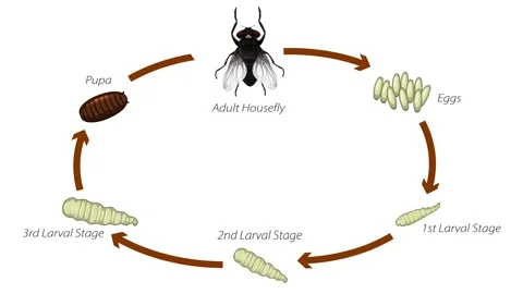 Fly Life Cycle Diagram Animation | Stock Video | Pond5
