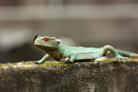 Fly on lizard toy Stock Photos