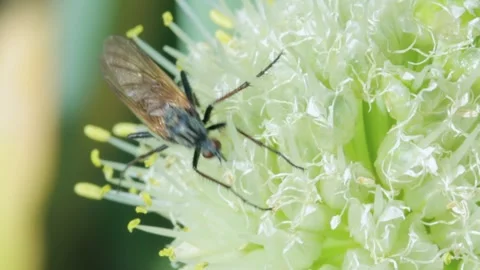 A fly with a long proboscis feeding on the nectar of a flower Stock Footage 258845899
