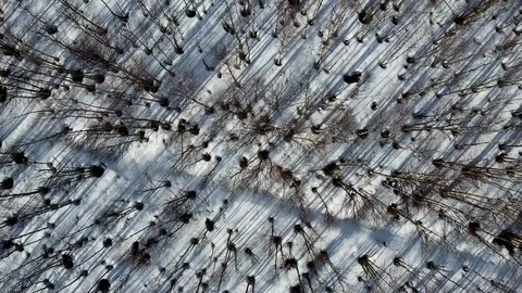 Fly. long shadows Stock Footage 130085367