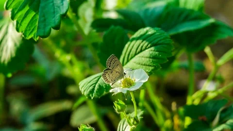 Fly by looking for a butterfly flowers. 库存影片 145348438