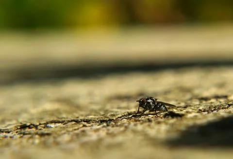 The fly looks at the shadow that the sun makes Foto stock