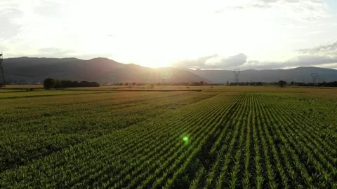 Fly low over cornfield, bright evening sun shine from mountains Video stock 148137178