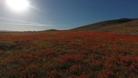 Fly low over fields of poppies then rise to see the valley in afternoon sun Stockbeeldmateriaal 74404450
