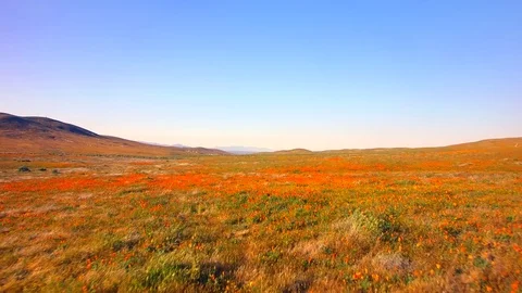 Fly Low Over Fields Of Poppies Stock Footage 76410745