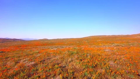 Fly Low Over Fields Of Poppies Stock Footage 76411833