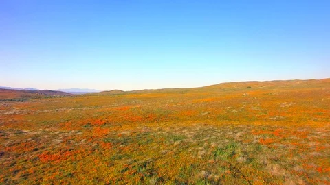 Fly Low Over Fields Of Poppies Stock Footage 76417612