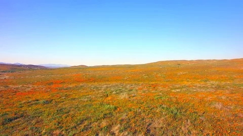 Fly Low Over Fields Of Poppies Stock Footage 76419171