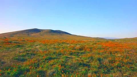 Fly Low Over Fields Of Poppies Stock Footage 76419395