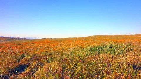 Fly Low Over Fields Of Poppies Stock Footage 76419516