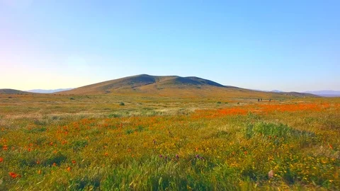 Fly Low Over Fields Of Poppies Stock Footage 76419560
