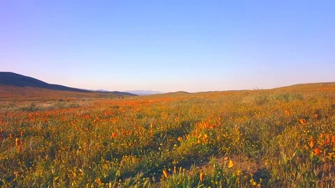 Fly Low Over Fields Of Poppies Stock Footage 76421638