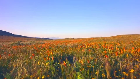 Fly Low Over Fields Of Poppies Stock Footage 76421673