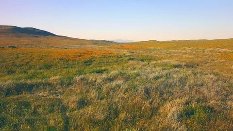 Fly Low Over Fields Of Poppies Stock Footage 76422186