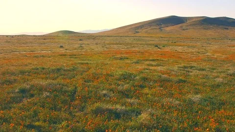 Fly Low Over Fields Of Poppies Stock Footage 76422252