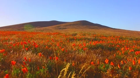Fly Low Over Fields Of Poppies Stock Footage 76422373