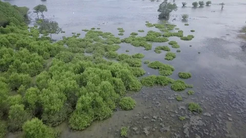 Fly low over the lagoon with birds Vídeo Stock 84770947