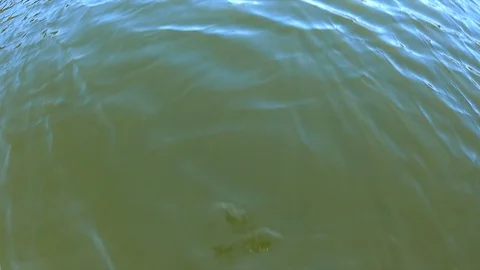 Fly low over a lake or sea water. Fly over the surface Stock Footage 128794740