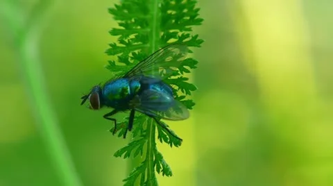 Fly macro Stock Footage 11290195