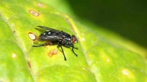 Fly, macro Stock Footage 24671267