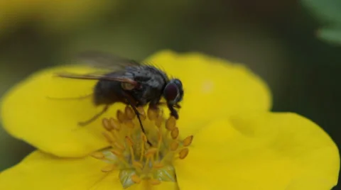 Fly macro Stock Footage 32282639