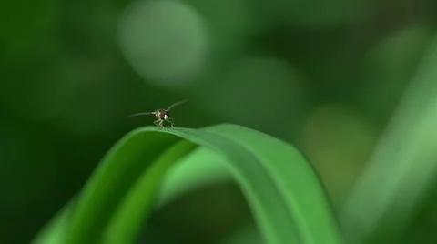 Fly Macro 스톡 동영상 53087505