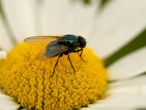 Fly macro Fotos de archivo