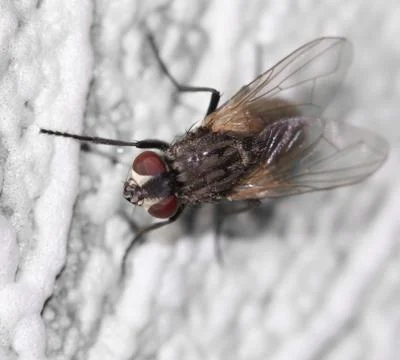 Fly. macro Stock Photos