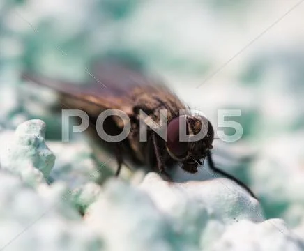 Fly. macro Stock Photos