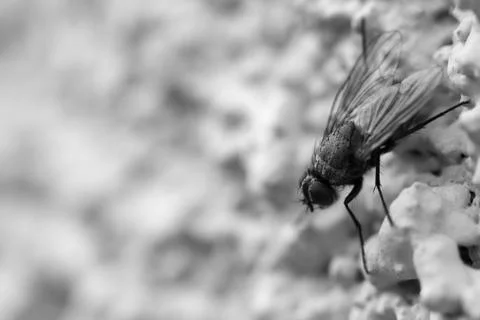 Fly. macro Stock Photos