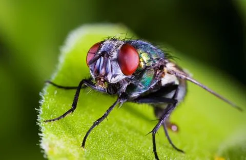 Fly macro Stock Photos