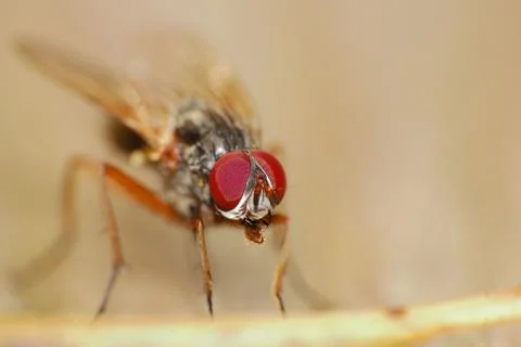 Fly macro Stock Photos