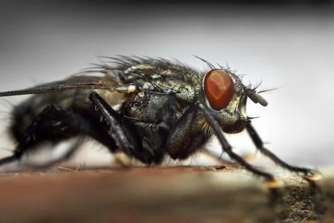 Fly macro Stock Photos