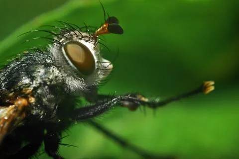Fly macro Stock Photos