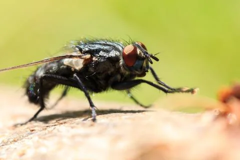 Fly macro Foto stock