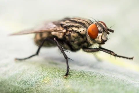 Fly macro Stock Photos