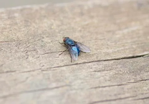 Fly macro Stock Photos
