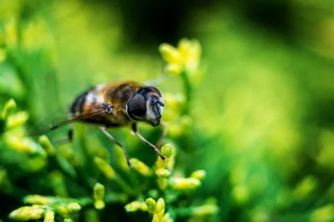 The fly macro Stock Photos