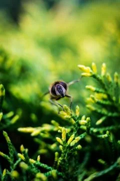 The fly macro Stock Photos